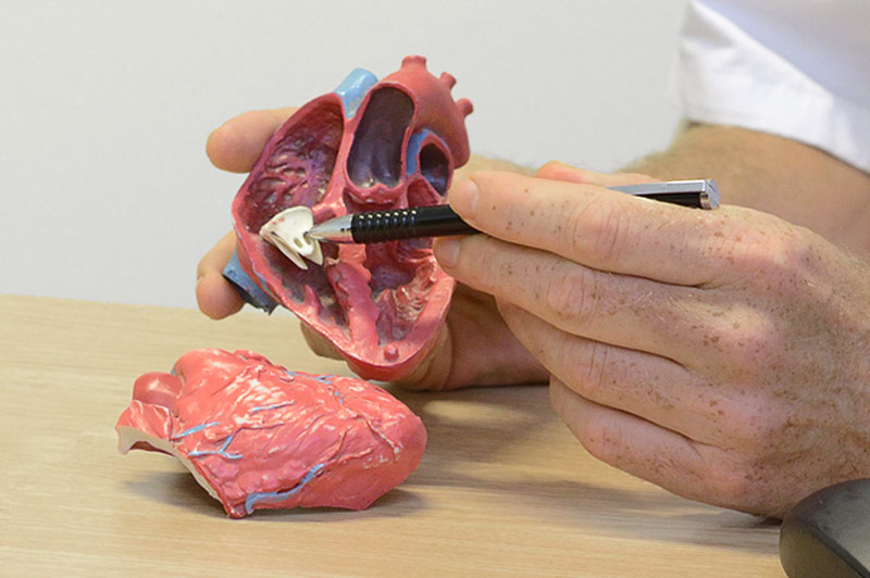 Een hand houdt een anatomisch hartmodel vast en wijst met een pen naar een regio; ander deel ligt op tafel, focus op functie.