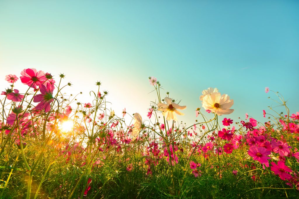 Wilde bloemen met roze en witte bloemblaadjes groeien in een veld onder een blauwe lucht bij zonsondergang.