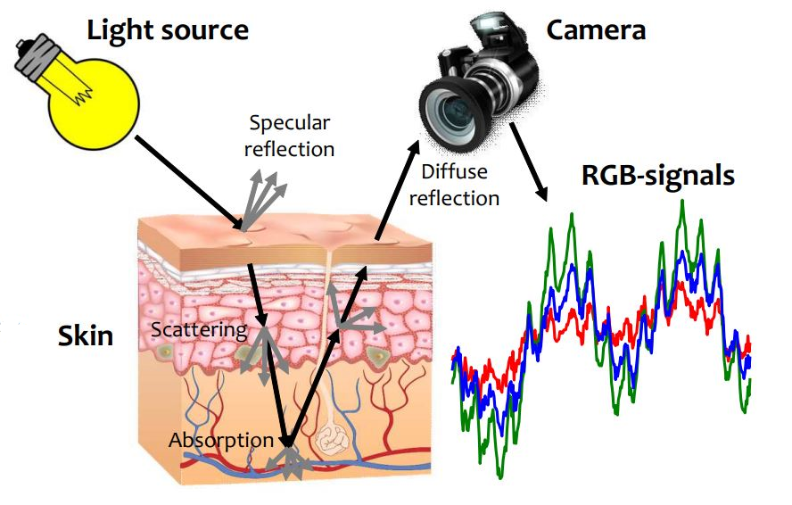 Diagram met lichtbron op huid, pijlen voor verstrooiing, absorptie en reflecties; camera voldoet aan gereflecteerd licht voor RGB-grafieken.
