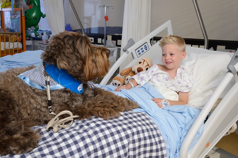 Een therapiehond met blauw vest zit op een ziekenhuisbed naast een lachend kind in pyjama, met knuffels en medische apparatuur.
