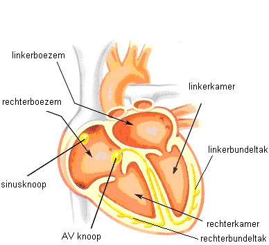 Diagram van een menselijk hart met Nederlandse labels van kamers en delen, waaronder sinusknop, AV knoop, boezems en kamers.
