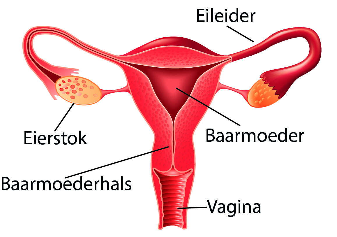 Anatomie voorwaarts.jpg