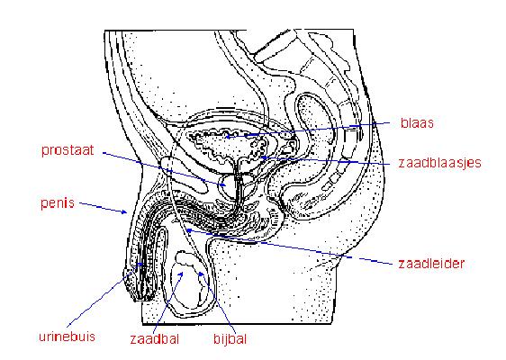 GYN094 A.png