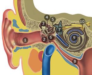 Diagram van het menselijk oor met nummers bij oorschelp, gehoorgang, trommelvlies, gehoorbeentjes, cochlea en buis van Eustachius.