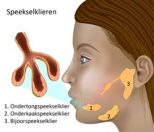 Speekselklieren