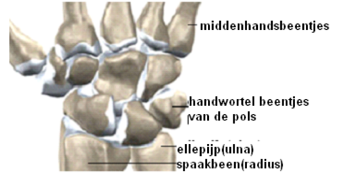 ORT018 B.jpg