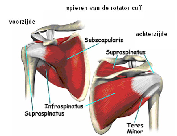 ORT020 B.jpg