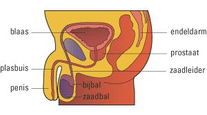 URO018 C.png