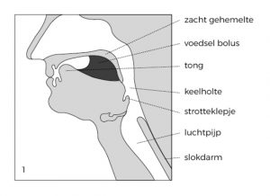 Schema van hoofd en hals in profiel, met Nederlandse labels van slik- en kauwstructuren.