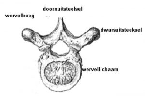 Zwart-wit anatomisch diagram van een wervel met Nederlandse labels: wervelboog, doornuitsteeksel, dwarsuitsteeksel, wervellichaam.