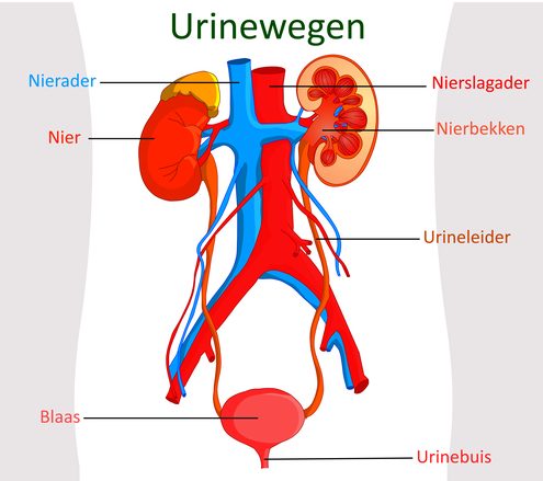 Diagram van het urinewegstelsel met Nederlandse labels, toont nieren, blaas en urineleiders in rood, blauw en geel.