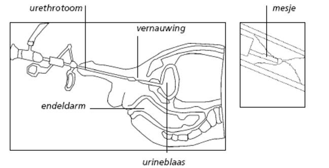 URO023 B.tif