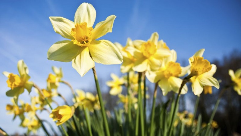 Close-up van gele narcissen in bloei tegen een blauwe lucht, met groene stelen en vage bomen op de achtergrond.
