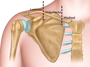 Medische illustratie van de linker schouder met scapula, ribben en sleutelbeen dat in drie secties is gelabeld.