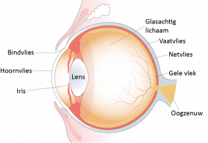 Diagram van een menselijk oog in het Nederlands met aanduiding van de delen, elk in kleur gemarkeerd.