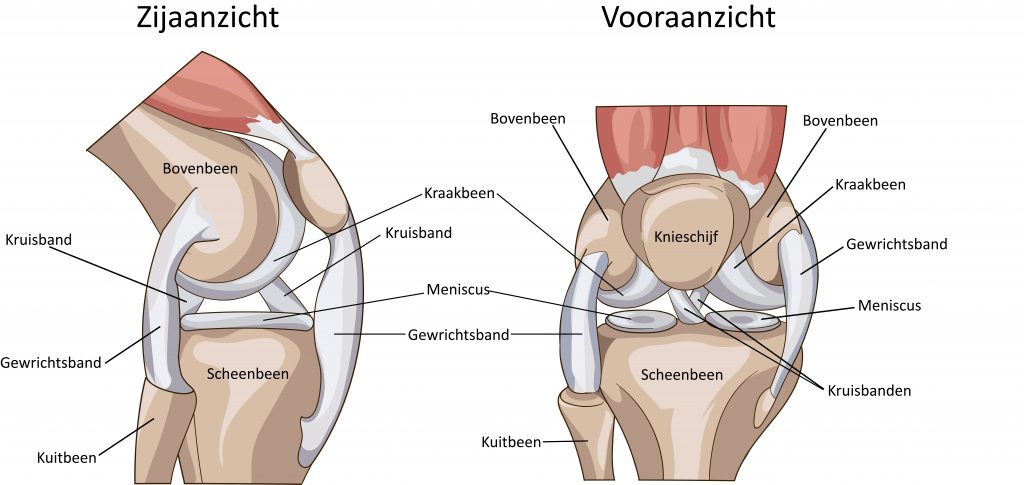 Schema van het kniegewricht met Nederlandse labels; zij- en vooraanzicht. Dijbeen, knieschijf en meniscus zichtbaar.