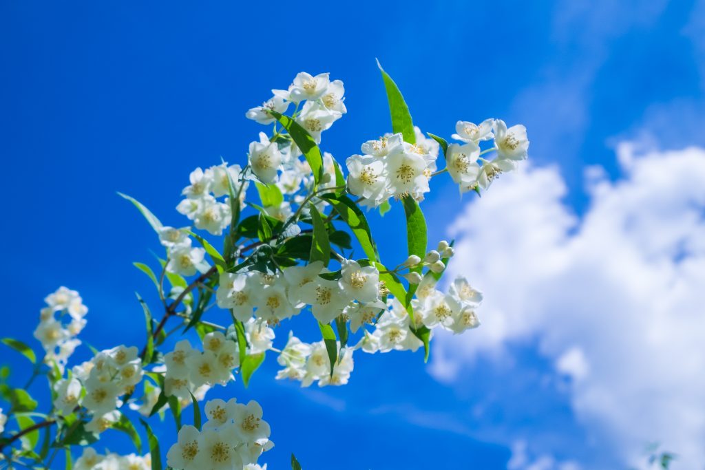 Een tak met witte bloemen en groene bladeren tegen een blauwe lucht met enkele witte wolken.