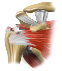Illustratie van het menselijke schoudergewricht met botten, spieren en pezen, waaronder de rotator cuff.