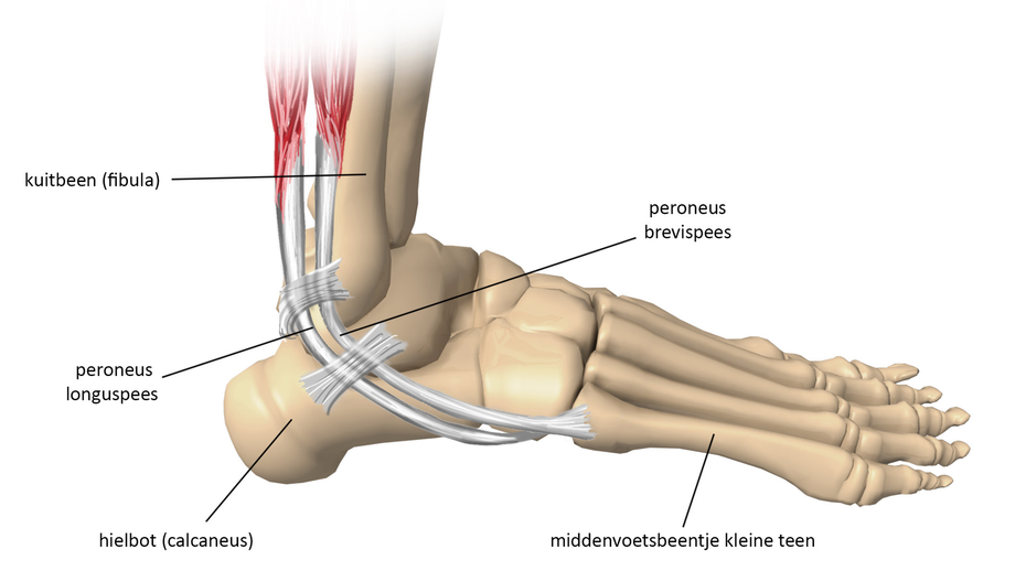 Anatomische tekening van een rechtervoet met beenderen, spieren en pezen, gelabeld in het Nederlands, relevant voor kruisbandletsel.
