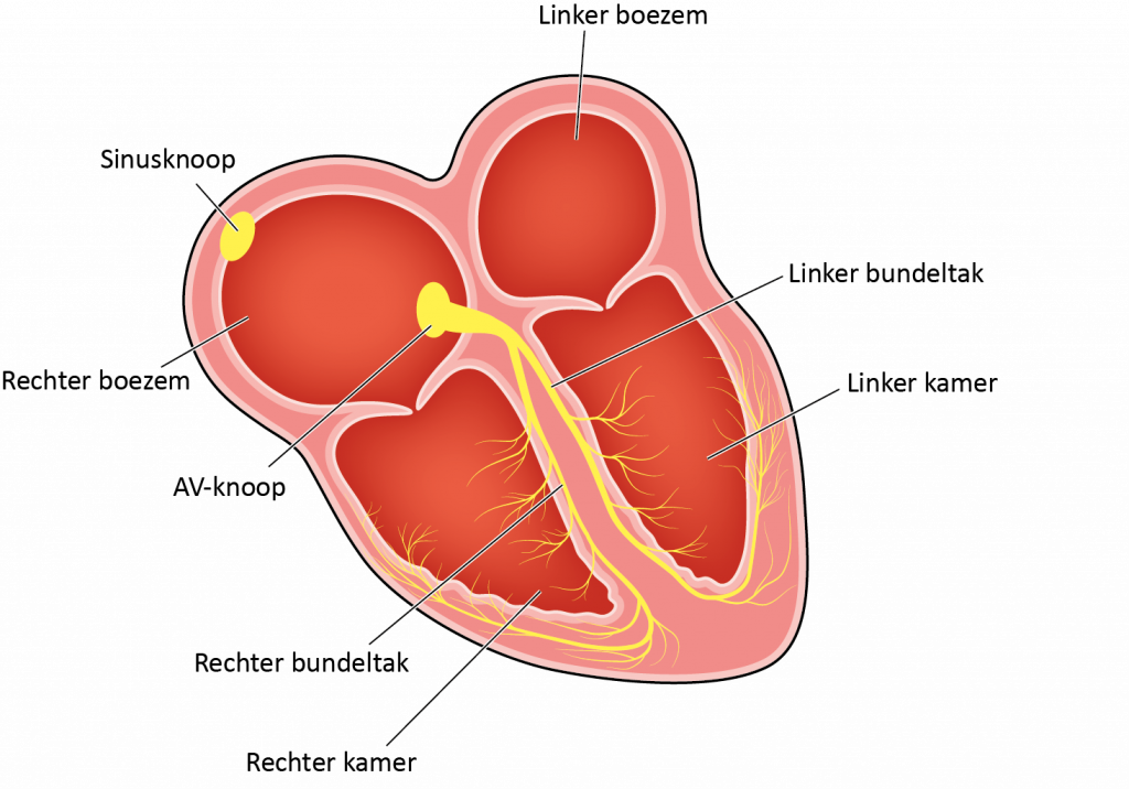 Diagram van het menselijk hart met Nederlandse labels: sinusknoop, AV-knoop, kamers, boezems en bundeltakken.
