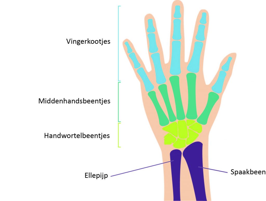 Diagram van hand en pols met gelabelde botten: vingerkootjes, middenhandsbeentjes, handwortelbeentjes, ellepijp, spaakbeen.
