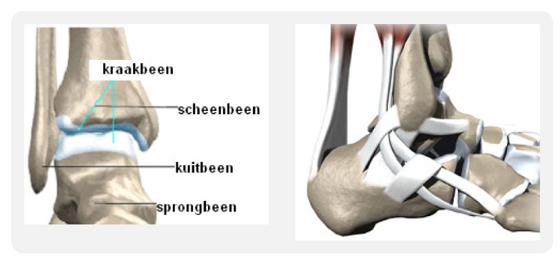 Twee anatomische afbeeldingen van het enkelgewricht; links botten en kraakbeen, rechts ligamenten en bindweefsel.