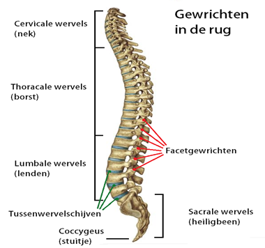 Nederlandse anatomie van de wervelkolom met labels, focus op delen betrokken bij lumbale kanaalstenose.