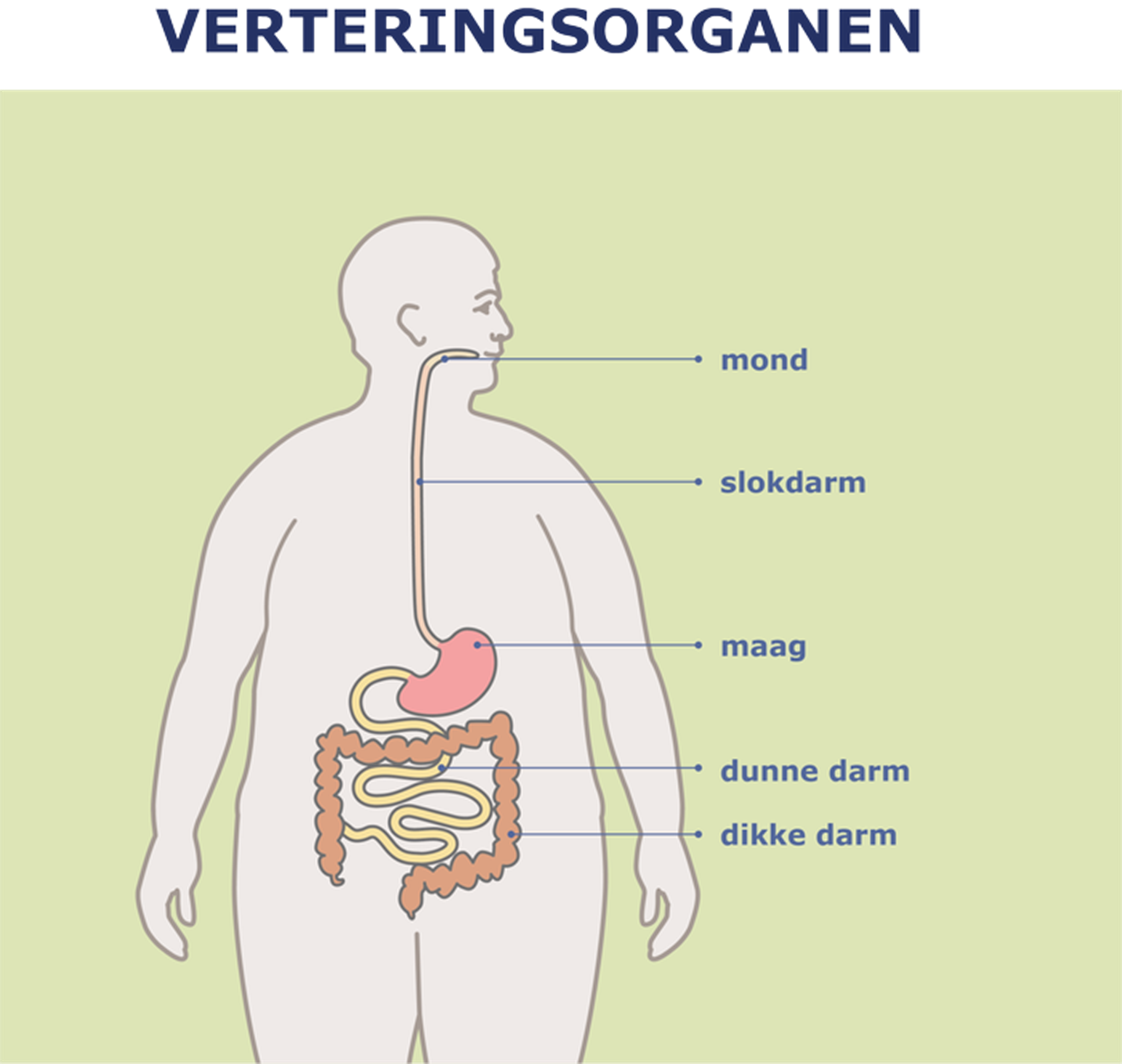 Schema van het menselijk lichaam met in het Nederlands benoemde spijsverteringsorganen.